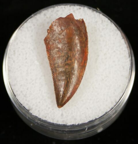 Raptor Tooth From Morocco - #10784